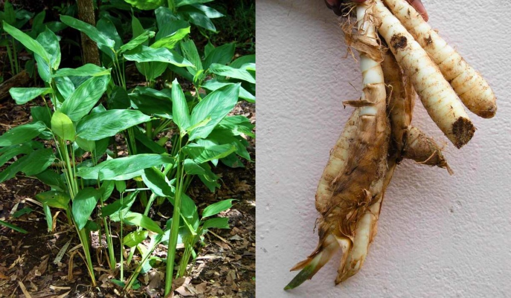 Arrowroot powder uses