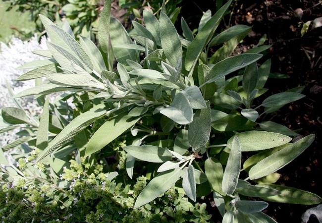 Sage Health Benefits and Uses
