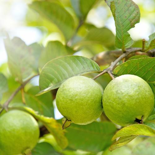 Guava benefits health - guava fruits