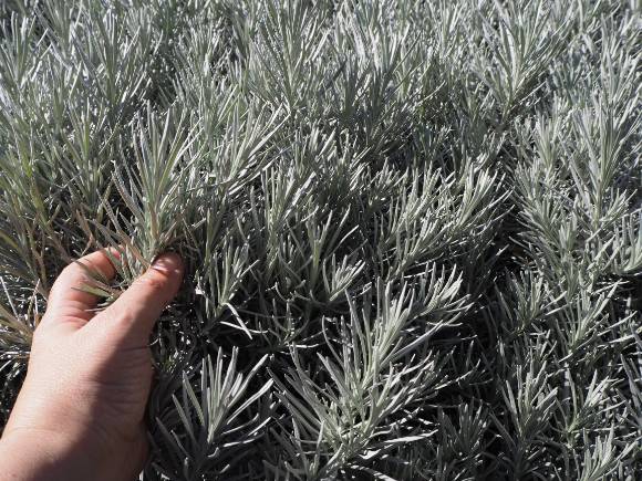 Helichrysum italicum
