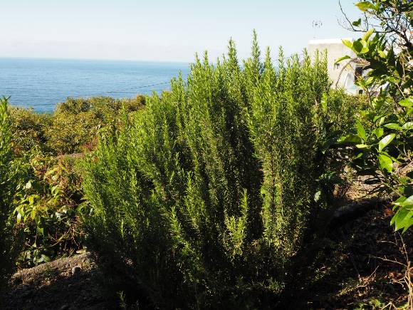 Rosemary shrub
