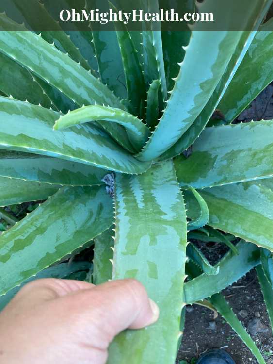 My Favourite 5 DIY Face Mask Recipes With Aloe for that OH-SO-GORGEOUS Glow!