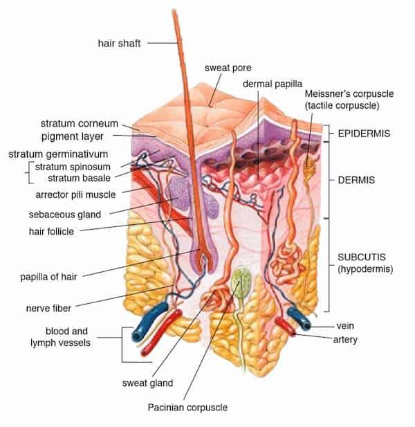 Vector image of layers of skin with indicative text