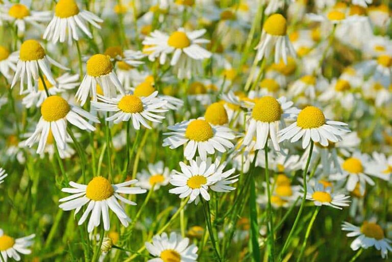Chamomile: Benefits, Properties, Medicinal & Magical Uses (The Ultimate Guide!)