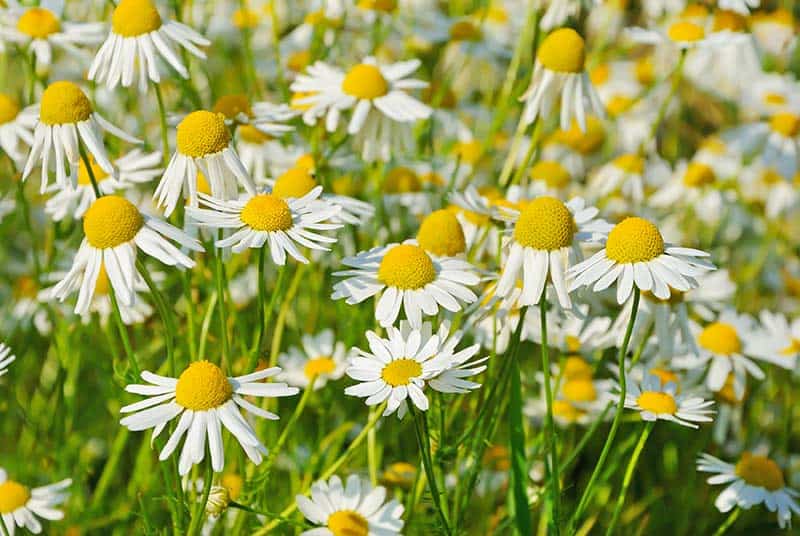 Chamomile flowers