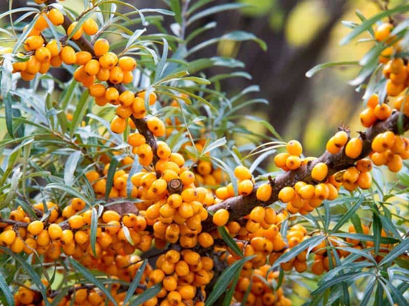 Sea buckthorn