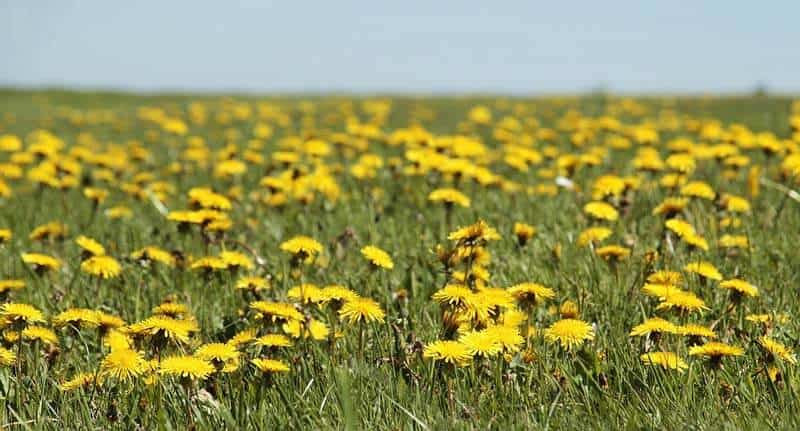 Beautiful field of dandelion flowers