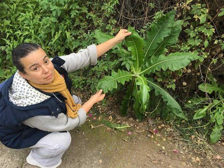 Dandelion Benefits, Uses & Properties