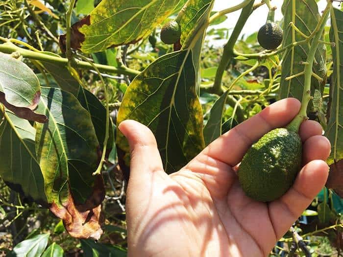 Small avocados on tree