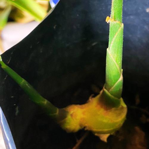 Benefits of Ginger for Skin & Health: Instant Health Tips at a Glance (Simple & Scrollable)