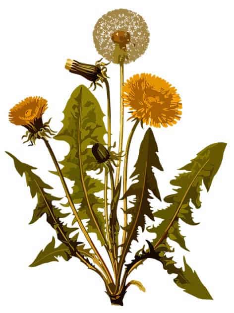 Easy Dandelion Tea for Real Detox! (And the Best Dandelion Root Tea Bags)