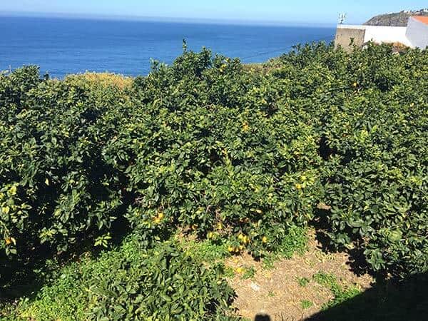 Our Daily Orange Juice is a Must!