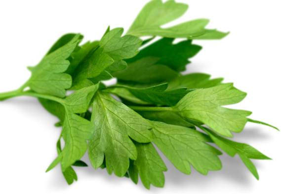 Parsley: Health Benefits, Uses & Magical Properties