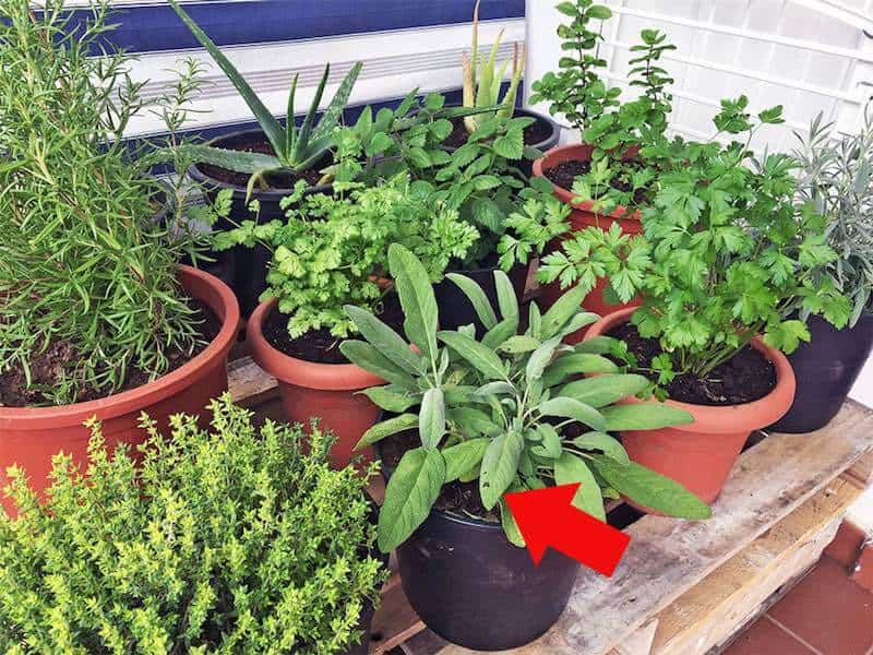 Put Together a Natural First Aid Kit & a Herbal First Aid Kit by Following this List