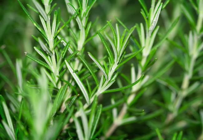 Rosemary Oil Hair Mask That Grows Hair in 90 to 120 Days (If You Stick With It)