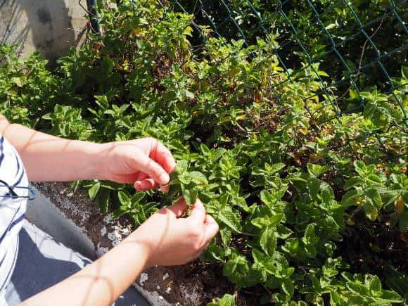 Simple Homemade Seasonings: 8 Recipes For Flavourful Cooking Made from Scratch!