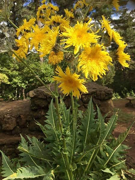 Sonchus Acaulis and Congestus Grow Only in the Canary Islands