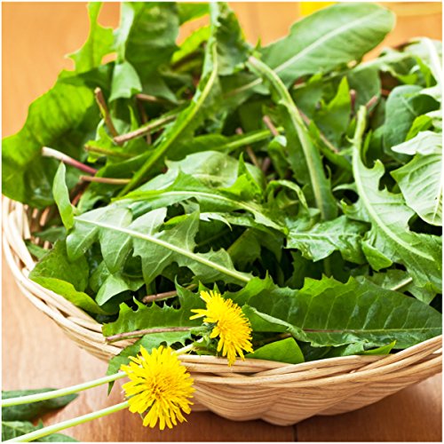 Seed Needs, Dandelion Herb (Taraxacum officinale) Twin Pack of 250 Seeds Each Non-GMO & Untreated Seed Needs, Dandelion Herb (Taraxacum officinale) Twin Pack of 250 Seeds Each Non-GMO & Untreated