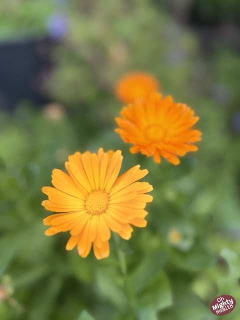 The Ultimate A to Z Guide to Flowers for Beauty & Wellness